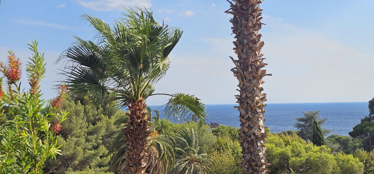 Vue sur l’Île d’Or depuis le littoral